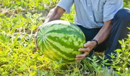 广西柳州吃瓜爆料事件,揭秘背后真相与网络舆论风暴